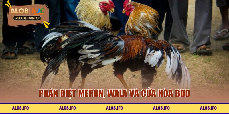 Phân biệt Meron, Wala và cửa hòa BDD